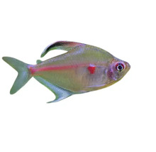 Pește tetra sângeriu pentru acvarii
