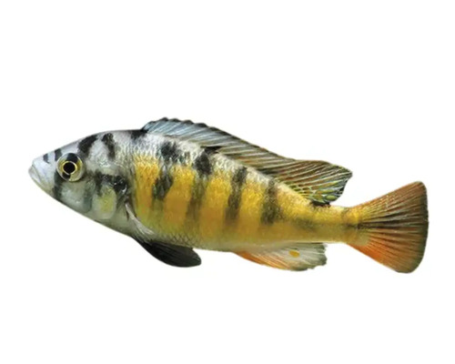 Ciclidă africană galbenă pentru acvariu