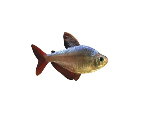 Tetra cu bot roșu pentru acvariu