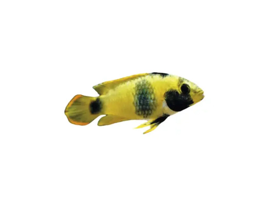 Ciclidă pitică galbenă pentru acvariu