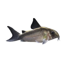 Corydoras aeneus pește-pisică blindat