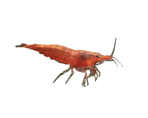 Neoc. dent. chery shrimp 2-2,5 cm