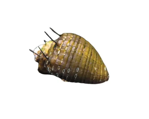Neritina sp. hair snail 1,5 cm