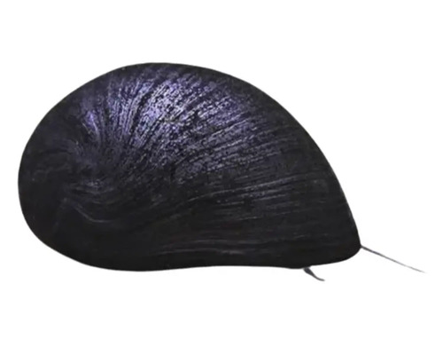 Neritina sp. black helmet 3,5 cm