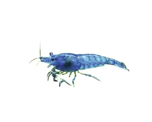 Neocaridna davidi blue dream 2-2,5 cm