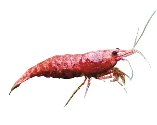 Neocaridina denticulata super red sakura 1-1,5 cm | HORNBACH