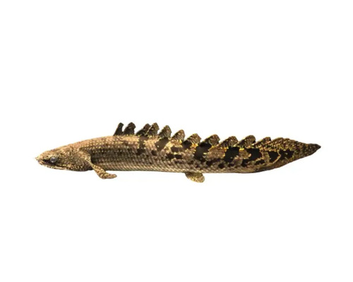 Polypterus delhezi 7-10 cm