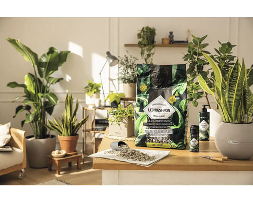 Aranjament floral cu substrat Lechuza Pon pentru plante de interior