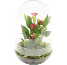 Anturium într-un vas de sticlă pentru plante