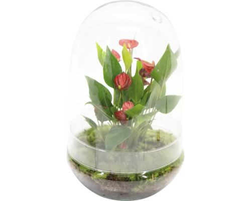 Anturium într-un vas de sticlă pentru plante
