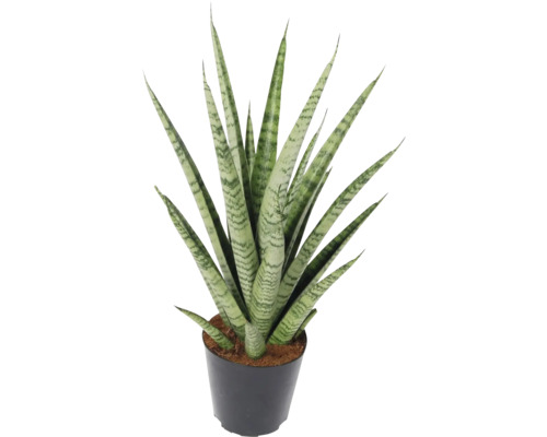 Limba soacrei FloraSelf Sansevieria cylindrica 'Ananas' H ca. 40 cm ghiveci Ø 12 cm