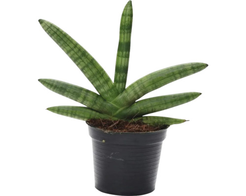Limba soacrei FloraSelf Sansevieria 'Skyline' H ca. 45 cm ghiveci Ø 10,5 cm Sansevieria cylindrica într-un ghiveci negru