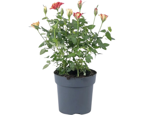Trandafir FloraSelf Rosa Liss H 20 cm ghiveci Ø 10,5 cm | HORNBACH