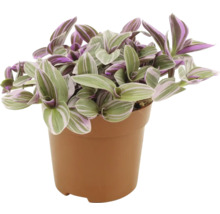 Planta de interior Tradescantia în ghiveci