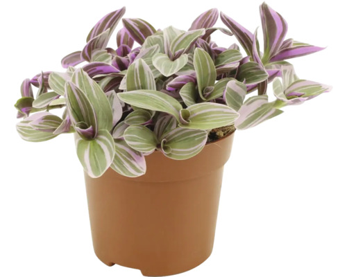 Telegraf FloraSelf Tradescantia 'Sweetness' H ca. 15 cm ghiveci Ø 10,5 cm