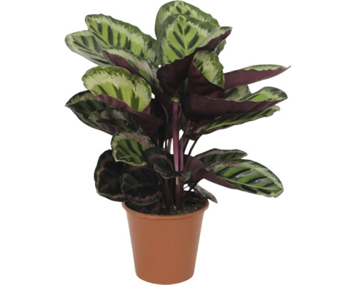 Planta care se roagă FloraSelf Calathea 'Medallion' H ca. 80 cm ghiveci Ø 21 cm