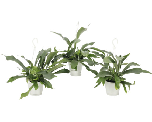 Feriga Platicerium FloraSelf Platycerium bifurcatum H ca. 25 cm ghiveci Ø 12 cm Trei plante suspendate în ghivece albe