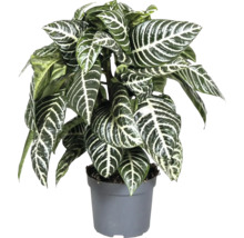 Plantă de interior zebră în ghiveci