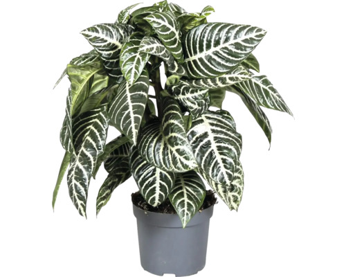 Planta Zebra FloraSelf Aphelandra 'Botanica' H ca. 30 cm ghiveci Ø 13 cm