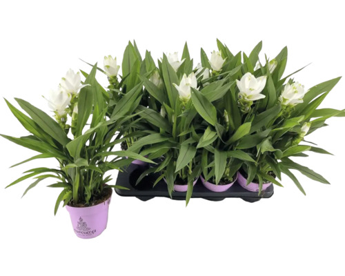 Lalea thailandeză FloraSelf Curcuma 'Siam Sisto' H ca. 55 cm ghiveci Ø 14 cm Mai multe plante Curcuma cu flori albe în ghivece