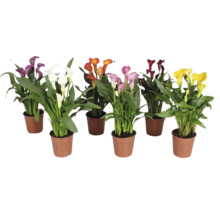 Mai multe plante Zantedeschia în ghivece