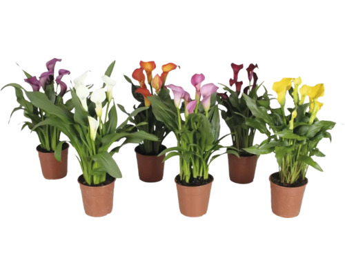 Crinul Calla Mix FloraSelf Zantedeschia H ca. 35 cm ghiveci Ø 12 cm diferite culori Crinul Calla Mix FloraSelf Zantedeschia H ca. 35 cm ghiveci Ø 12 cm diferite culori