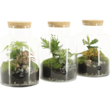 Trei mini terarii sub sticlă cu capac de plută și plante diferite