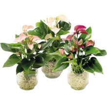 Trei plante Anthurium în vaze de sticlă