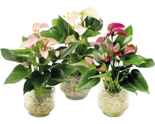 Trei plante Anthurium în vaze de sticlă