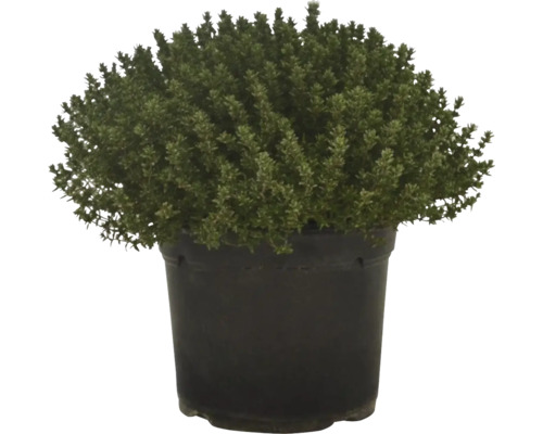 Plantă de cimbru în ghiveci