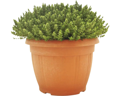 Cimbru într-un ghiveci