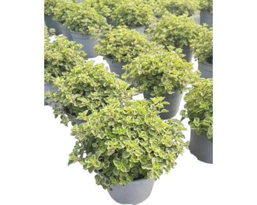 Mai mulți ghivece cu plante de oregano.