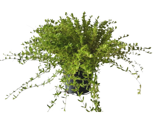 Plantă suspendată într-un ghiveci