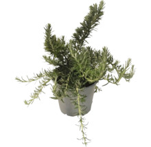 Plantă de rozmarin în ghiveci