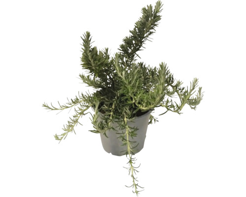 Plantă de rozmarin în ghiveci