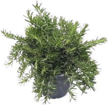 Plantă de rozmarin în ghiveci