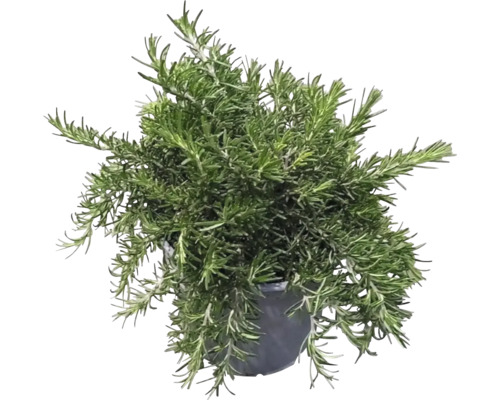 Plantă de rozmarin în ghiveci