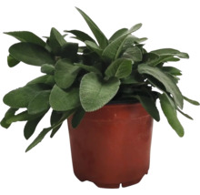 Planta de urechea-iepurelui în ghiveci