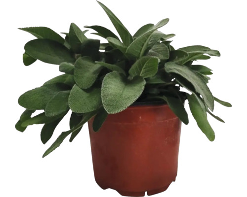 Planta de urechea-iepurelui în ghiveci