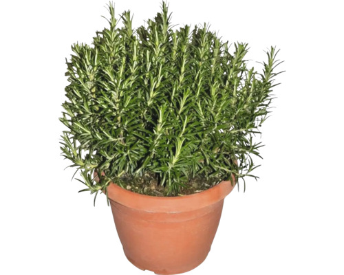 Plantă de rozmarin în ghiveci