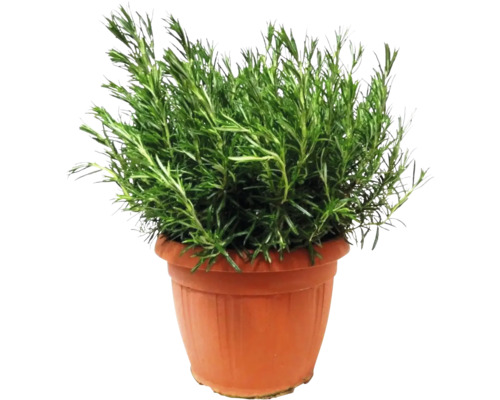 Plantă de rozmarin în ghiveci