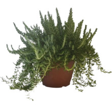 Rozmarin FloraSelf Rosmarinus prostratus ghiveci Ø 25 cm