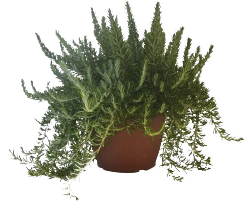 Rozmarin FloraSelf Rosmarinus prostratus ghiveci Ø 25 cm