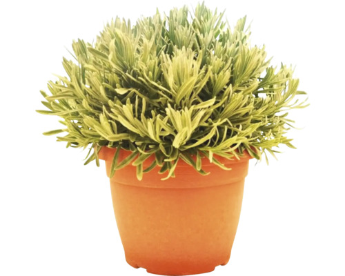 Lavandă în ghiveci