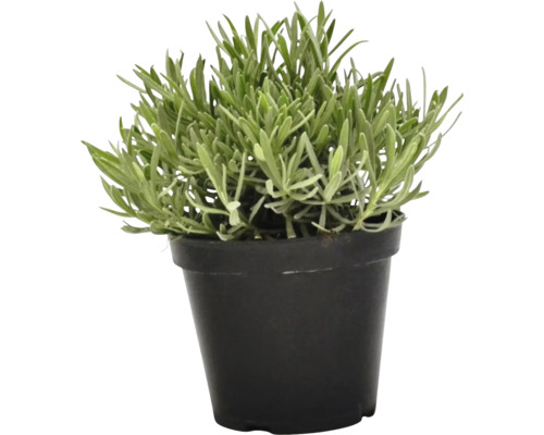 Lavandă în ghiveci