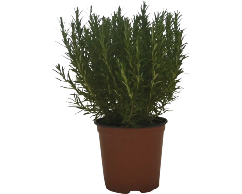 Plantă de rozmarin într-un ghiveci