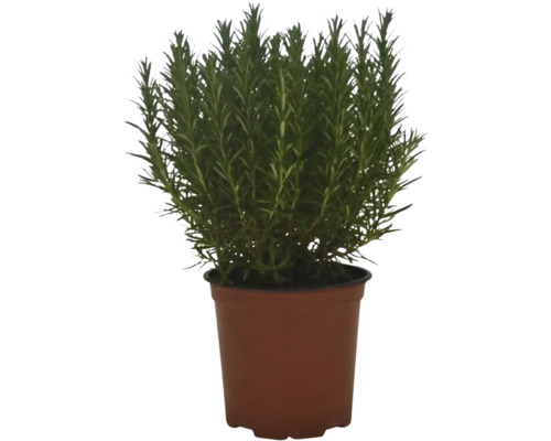 Rozmarin în ghiveci