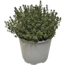 Cimbru FloraSelf Thymus vulgaris ghiveci Ø 14 cm