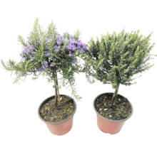 Două plante la ghiveci: rozmarin cu flori violete și o altă plantă verde