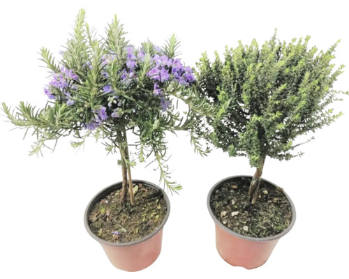 Două plante la ghiveci: rozmarin cu flori violete și o altă plantă verde